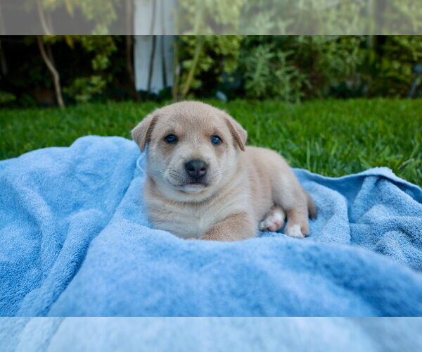 Medium Photo #3 Mutt Puppy For Sale in Lake Forest, CA, USA