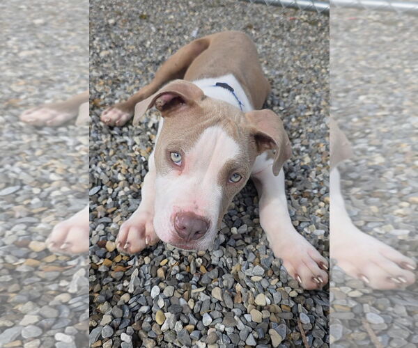 Medium Photo #4 Mutt Puppy For Sale in Rockaway, NJ, USA