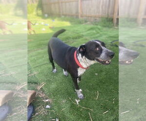 Summer - Female Mutt Dog for Adoption - Photo #4