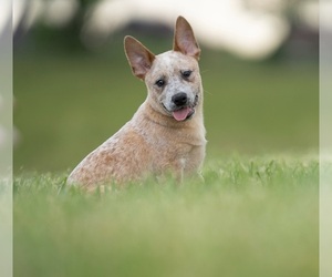 Australian Cattle Dog Puppy for Sale in PILOT, Virginia USA