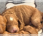 Small #2 Goldendoodle (Miniature)