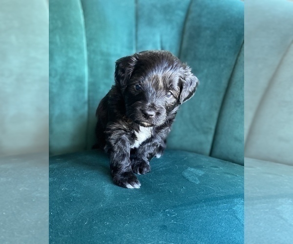 Medium Photo #2 Aussiedoodle Miniature  Puppy For Sale in PURDON, TX, USA