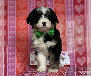 Bernedoodle Puppy for sale in LANCASTER, PA, USA