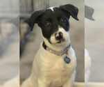 Small Great Pyrenees Mix