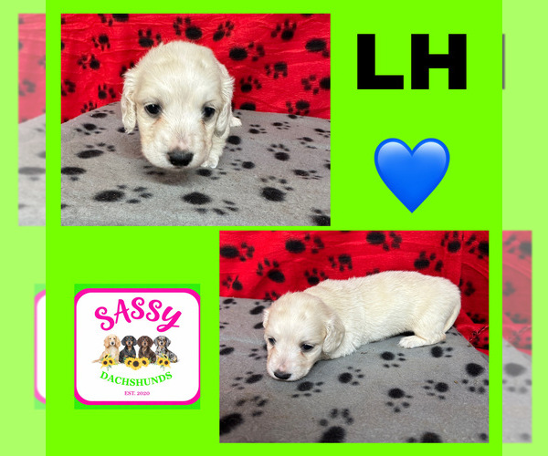 Medium Photo #1 Dachshund Puppy For Sale in BENNINGTON, OK, USA