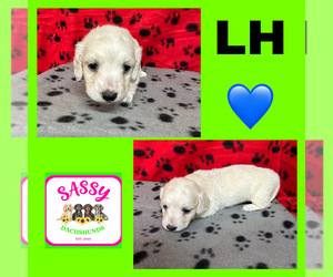 Dachshund Puppy for sale in BENNINGTON, OK, USA