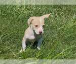 Small #2 American Pit Bull Terrier-Chihuahua Mix