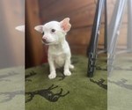 Small Photo #13 Chihuahua Puppy For Sale in SAINT AUGUSTINE, FL, USA