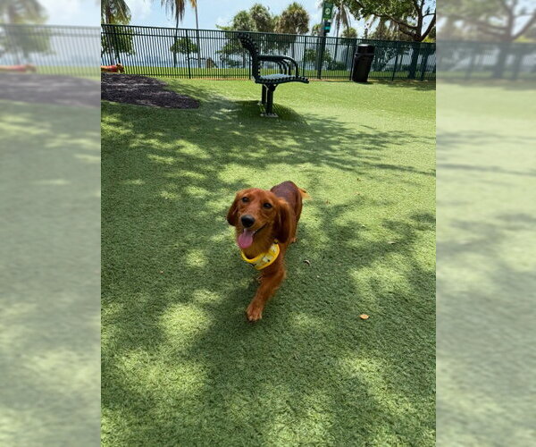 Medium Photo #4 Dachshund Puppy For Sale in Fruitland, SC, USA