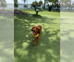 Small #3 Dachshund
