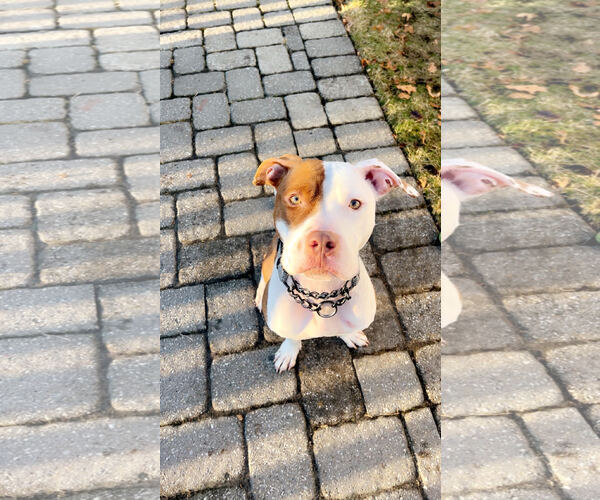 Medium Photo #7 Mutt Puppy For Sale in Tenafly, NJ, USA