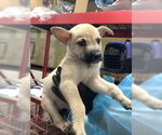 Small #35 Labrador Retriever Mix