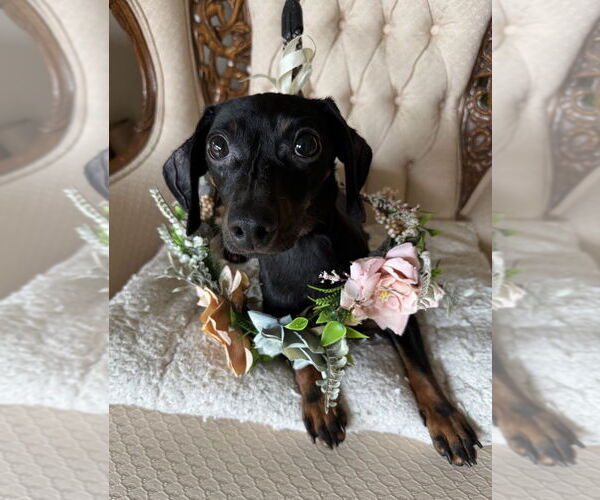 Medium Photo #1 Dachshund-Unknown Mix Puppy For Sale in Mundelein, IL, USA