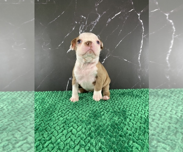 Medium Photo #32 Boston Terrier Puppy For Sale in TULARE, CA, USA