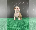 Small #31 Boston Terrier