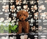 Small #1 Goldendoodle (Miniature)