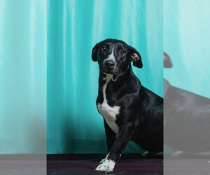 Retriever -Unknown Mix Dogs for adoption in Calgary, Alberta, Canada