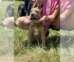 Small #2 Cane Corso