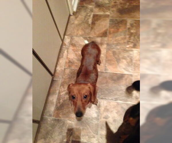 Medium Photo #4 Dachshund Puppy For Sale in San Antonio, TX, USA