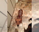 Small #3 Dachshund