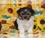 Small #4 Yorkshire Terrier