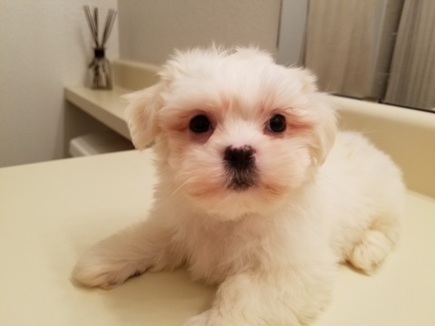 Medium Photo #1 Mal-Shi Puppy For Sale in TUCSON, AZ, USA