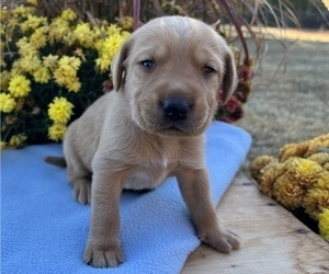 Medium Labrador Retriever