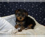 Small Photo #31 Yorkshire Terrier Puppy For Sale in PATERSON, NJ, USA