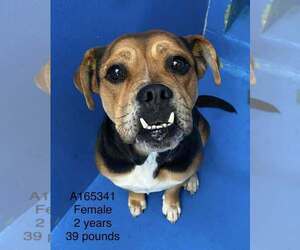 Bulloxer Dog for Adoption in Calgary, Alberta Canada