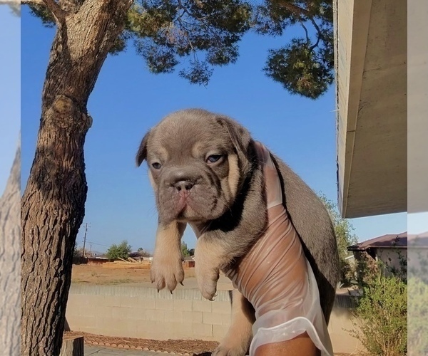 Medium Photo #12 French Bulldog Puppy For Sale in CINCINNATI, OH, USA