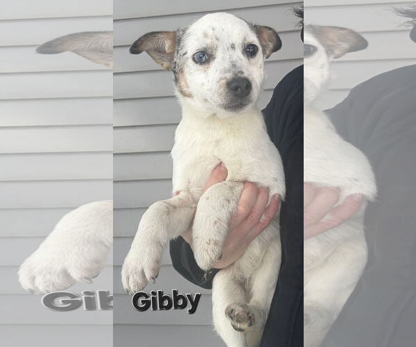 Medium Photo #1 Rat Terrier-Unknown Mix Puppy For Sale in Clarkston, MI, USA