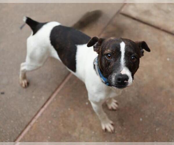 Medium Photo #1 Rat Terrier-Unknown Mix Puppy For Sale in Martinez, CA, USA