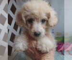 Small #2 Maltipoo