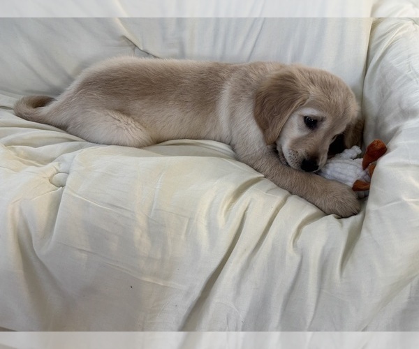 Medium Photo #2 Golden Retriever Puppy For Sale in CONWAY, SC, USA