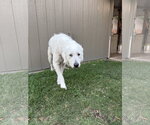 Small #4 Great Pyrenees Mix