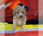 Puppy Puppy 6 Poodle (Toy)