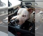 Small American Staffordshire Terrier Mix