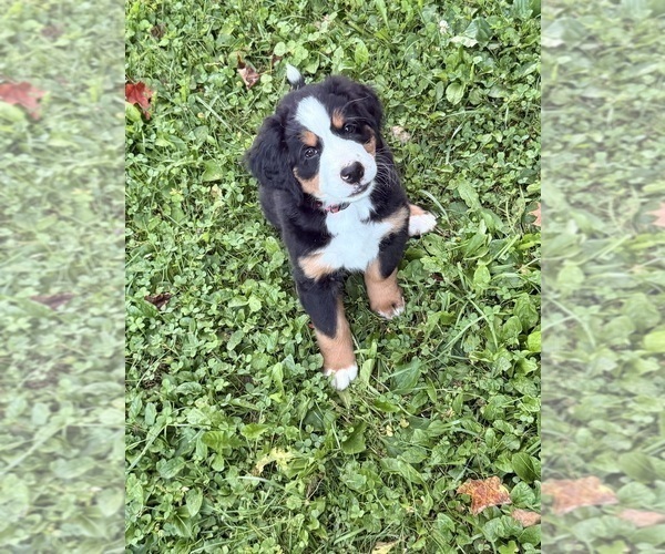 Medium Photo #15 Bernese Mountain Dog Puppy For Sale in EMLENTON, PA, USA