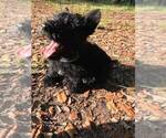 Small Photo #2 Scottish Terrier Puppy For Sale in WHITEWOOD, SD, USA