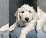 Small Photo #2 Goldendoodle Puppy For Sale in MARQUAND, MO, USA