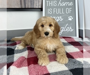 Goldendoodle (Miniature) Puppy for sale in FRANKLIN, IN, USA