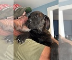 Puppy Gray Rotticorso