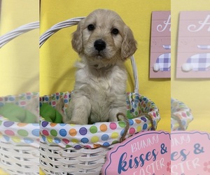 English Cream Golden Retriever-Poodle (Standard) Mix Puppy for sale in DEARBORN, MO, USA