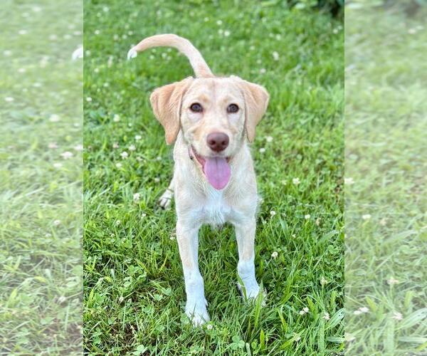 Medium Photo #2 Retriever -Unknown Mix Puppy For Sale in Spring Lake, NJ, USA