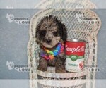 Small #9 Poodle (Toy)