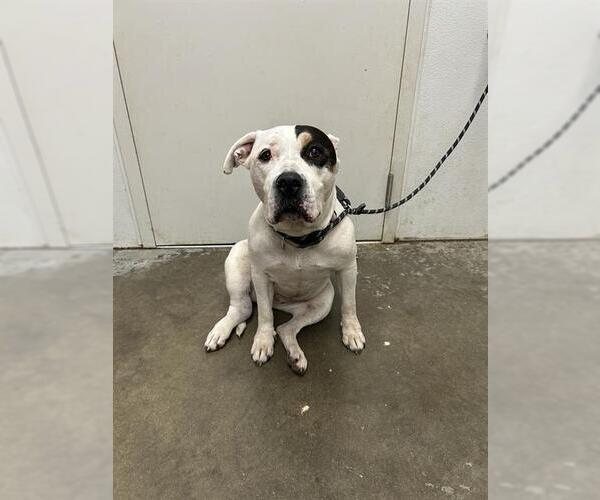 Medium Photo #1 American Bulldog-Unknown Mix Puppy For Sale in Rosenberg, TX, USA