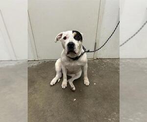 American Bulldog-Unknown Mix Dogs for adoption in Rosenberg, TX, USA