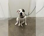 Small American Bulldog Mix