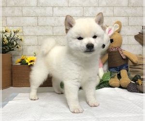 Shiba Inu Puppy for sale in WASHINGTON, DC, USA