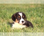 Small #3 Pembroke Welsh Corgi